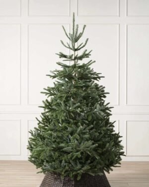 Sapin de Noël de Nordmann